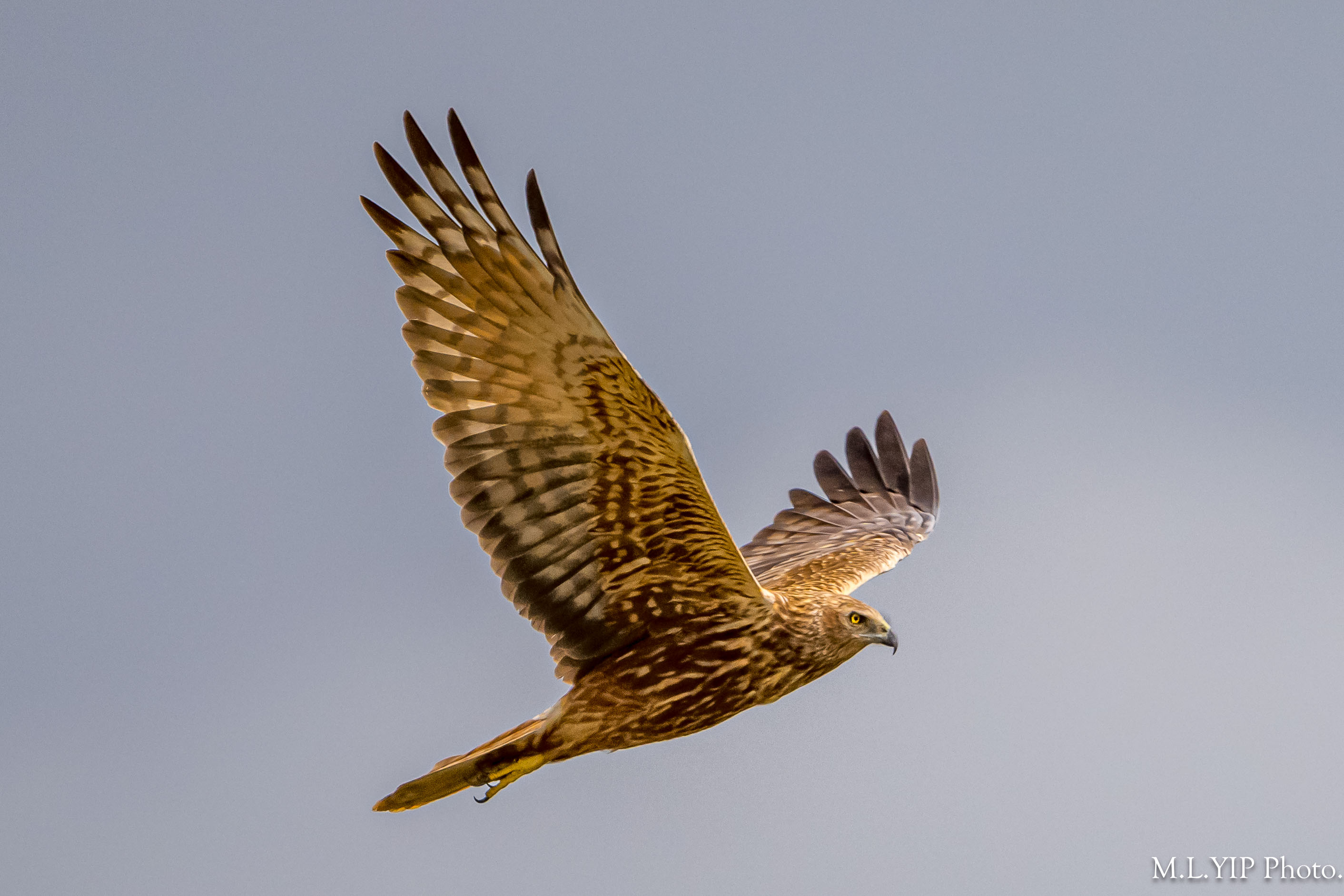 Z8L_4980.jpg