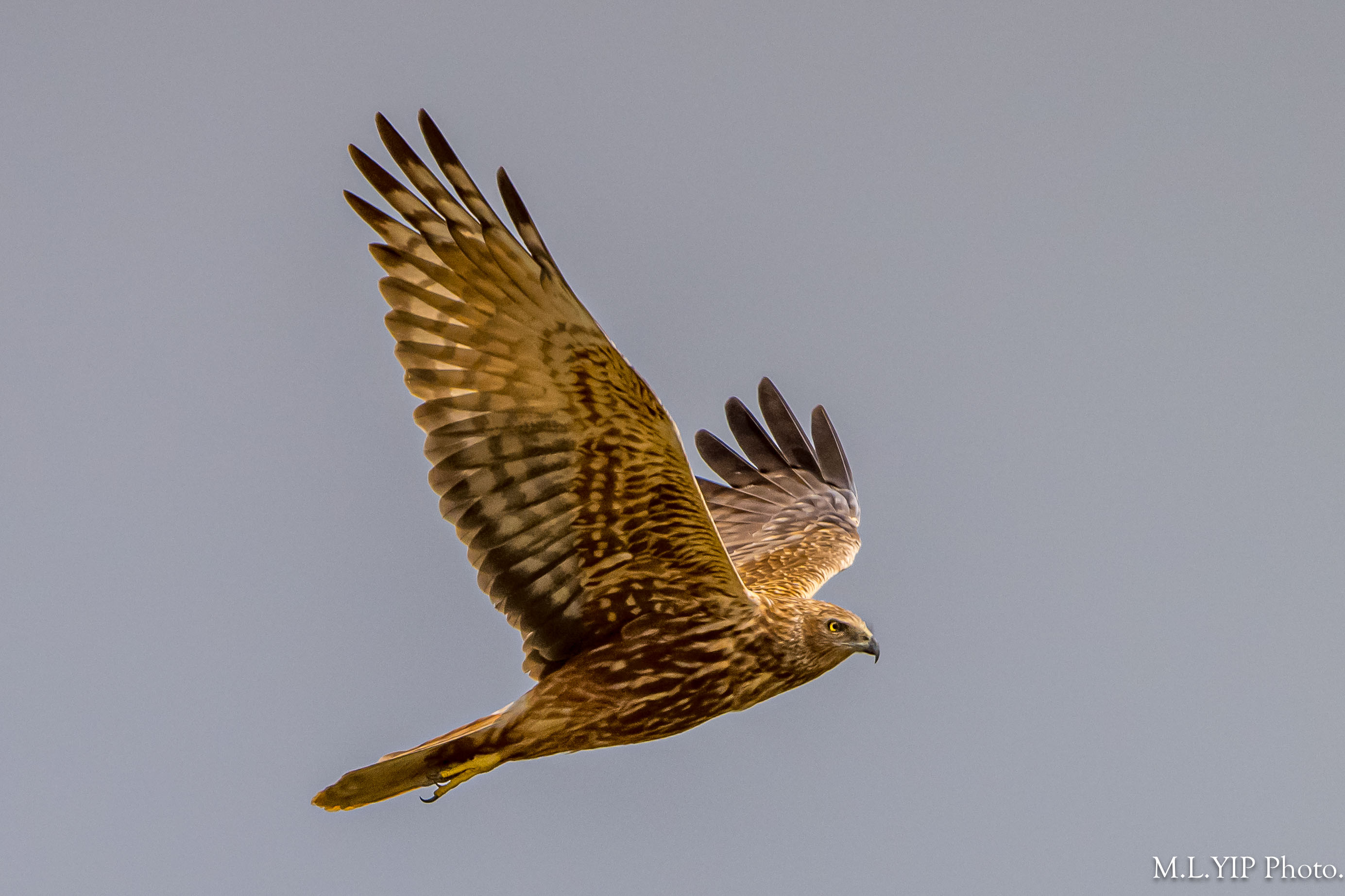 Z8L_4986.jpg