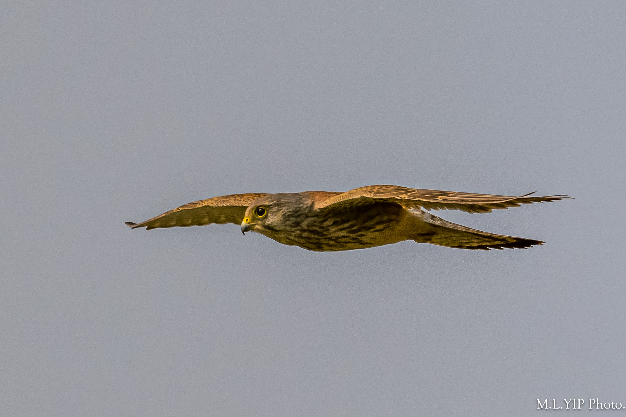 Z8L_8822.jpg