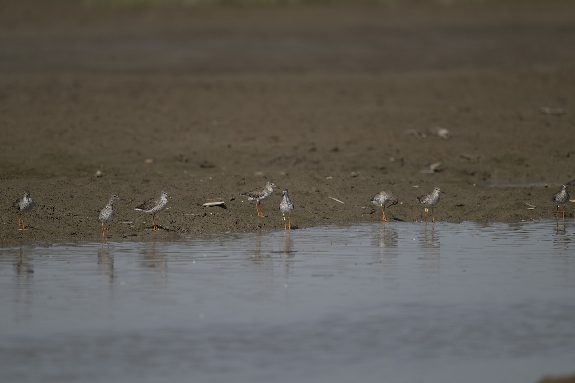 20250416-hkbws-cntlaw-commonredshank1f.jpg