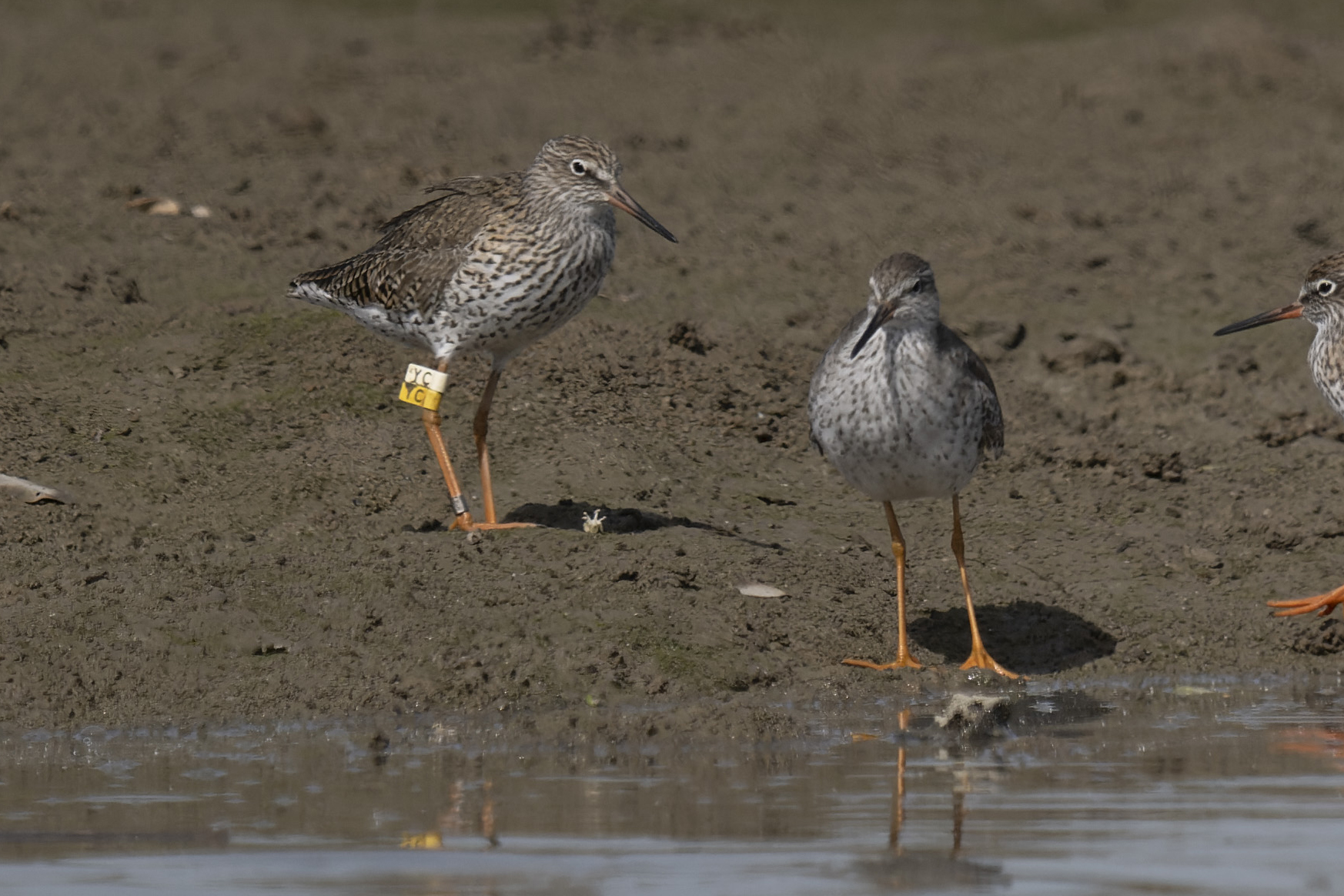 20250416-hkbws-cntlaw-commonredshank2.jpg