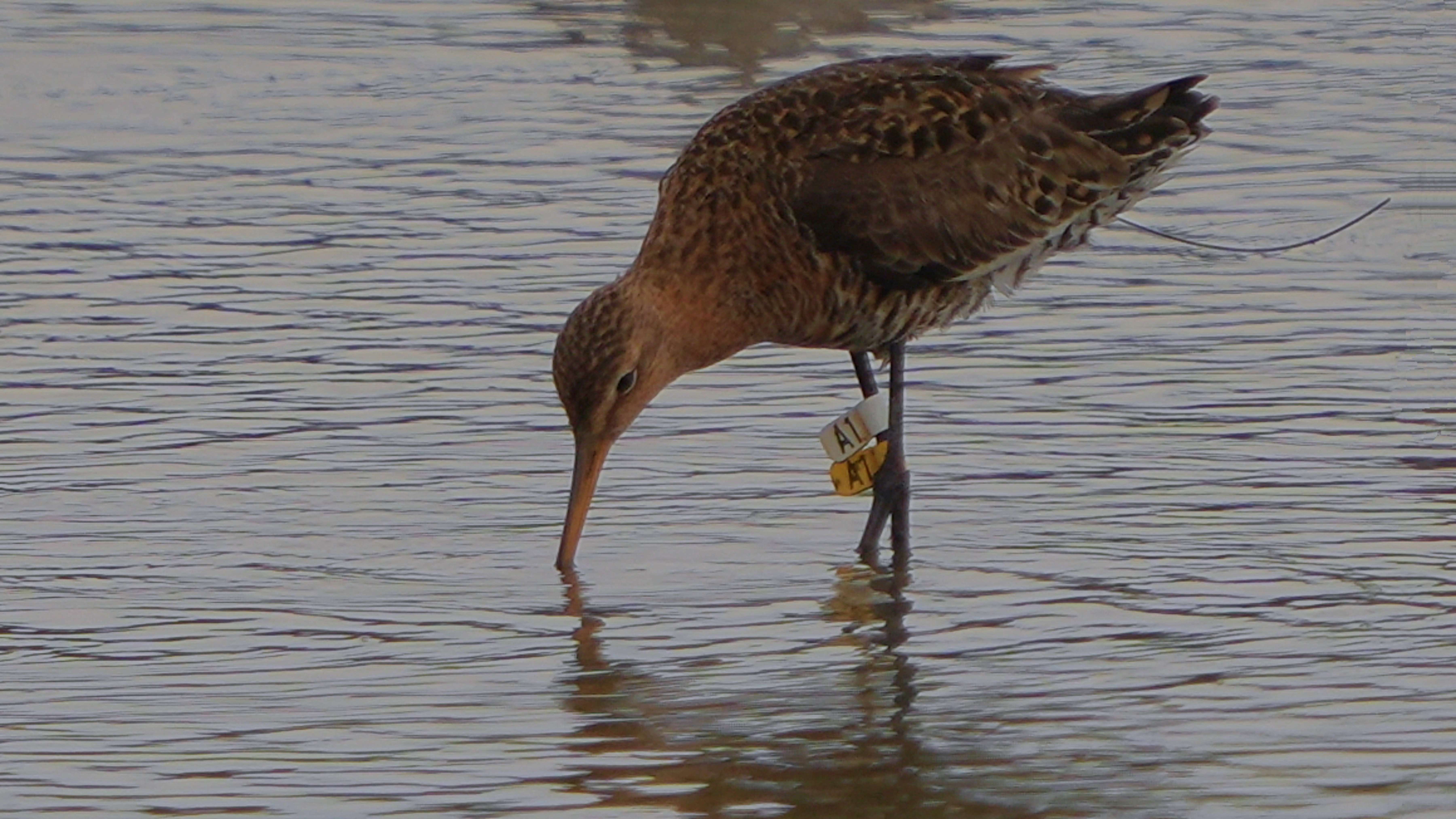 鷸  (A1 w wire) 黑尾塍鷸  Black-tailed Godwit  A7409120A.JPG