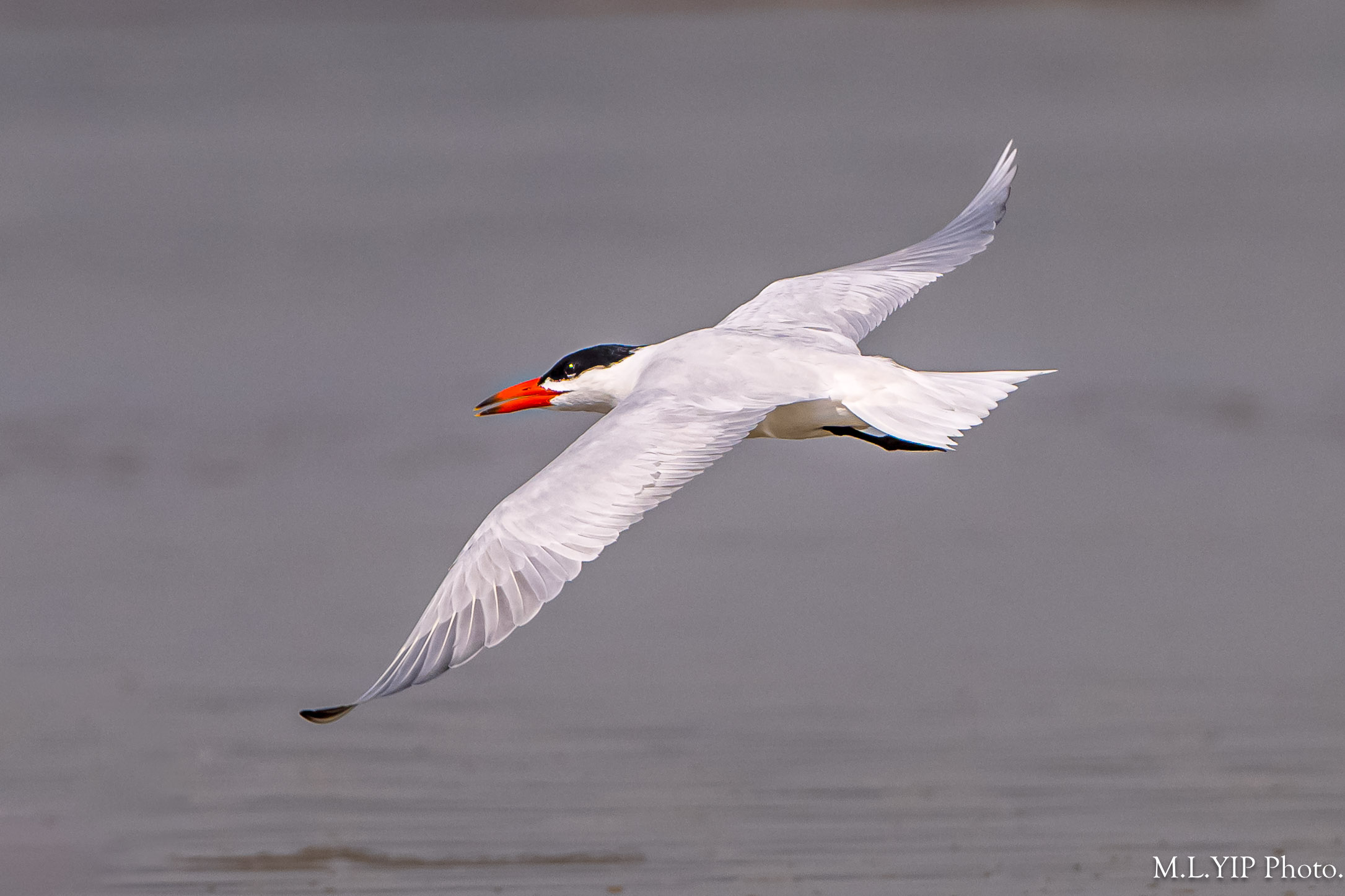 Z8M_6595.jpg