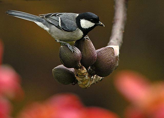 greatf tit DSCN9959.jpg