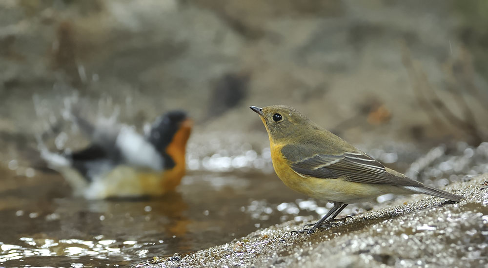 mugimaki flycatcher pair c_DSC9734_1.jpg