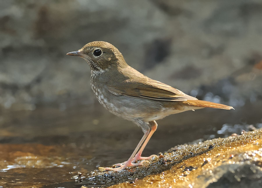 rufous tailed robin c_DSC9845_1.jpg