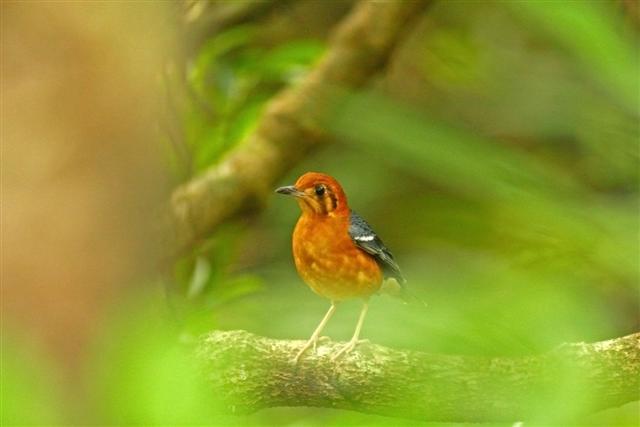 Orange-headedGoundThrush_TaiPoKau_26Nov09_SYH (Small).jpg