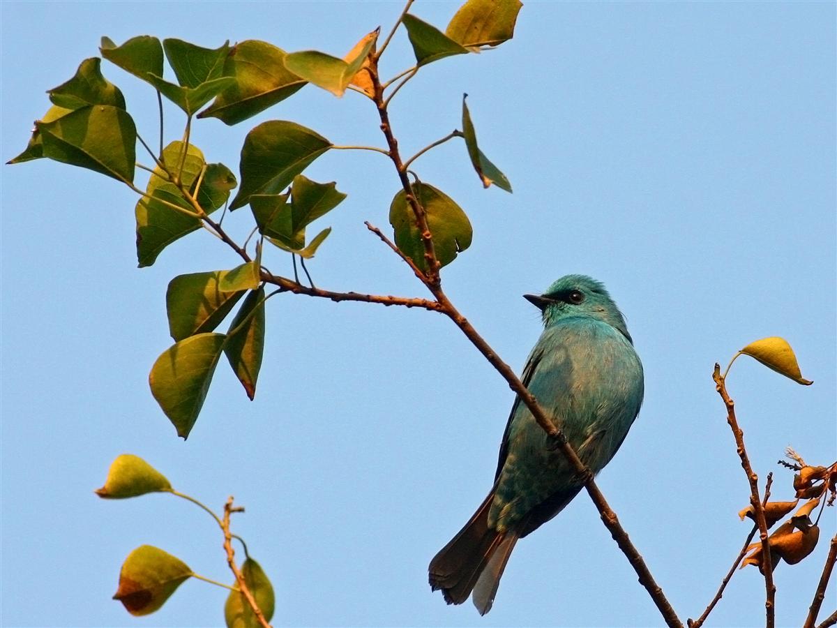 VerditorFlycatcher_MaiPo_25Nov09_YHS (Custom).jpg