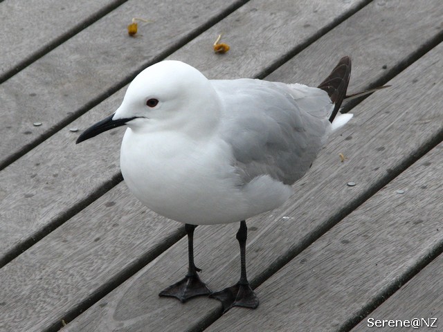 Black-Billed Gull 1.jpg