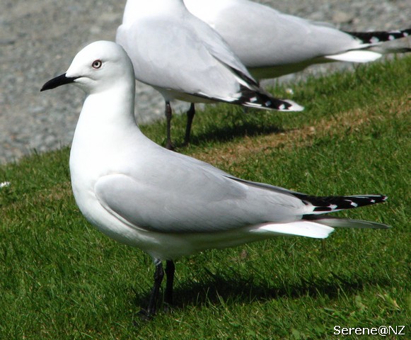 Black-Billed Gull 2.jpg