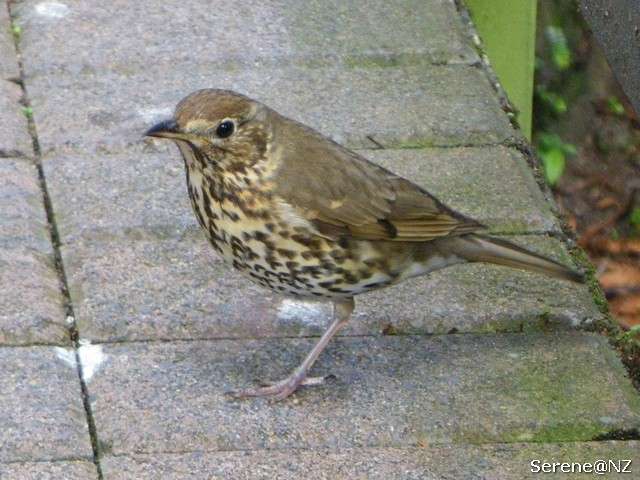 Song Thrush 1.jpg