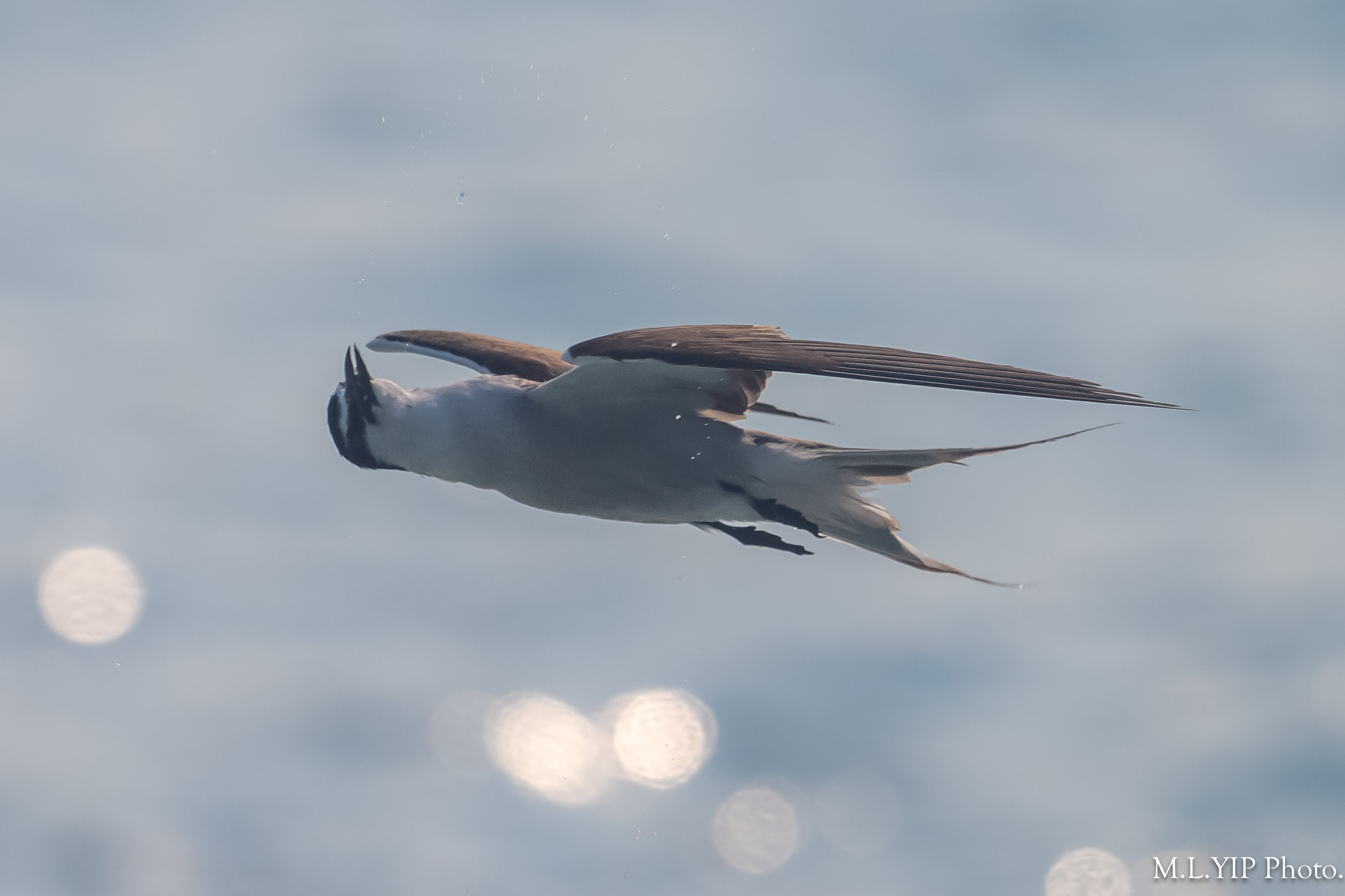 Z8Q_0291.jpg