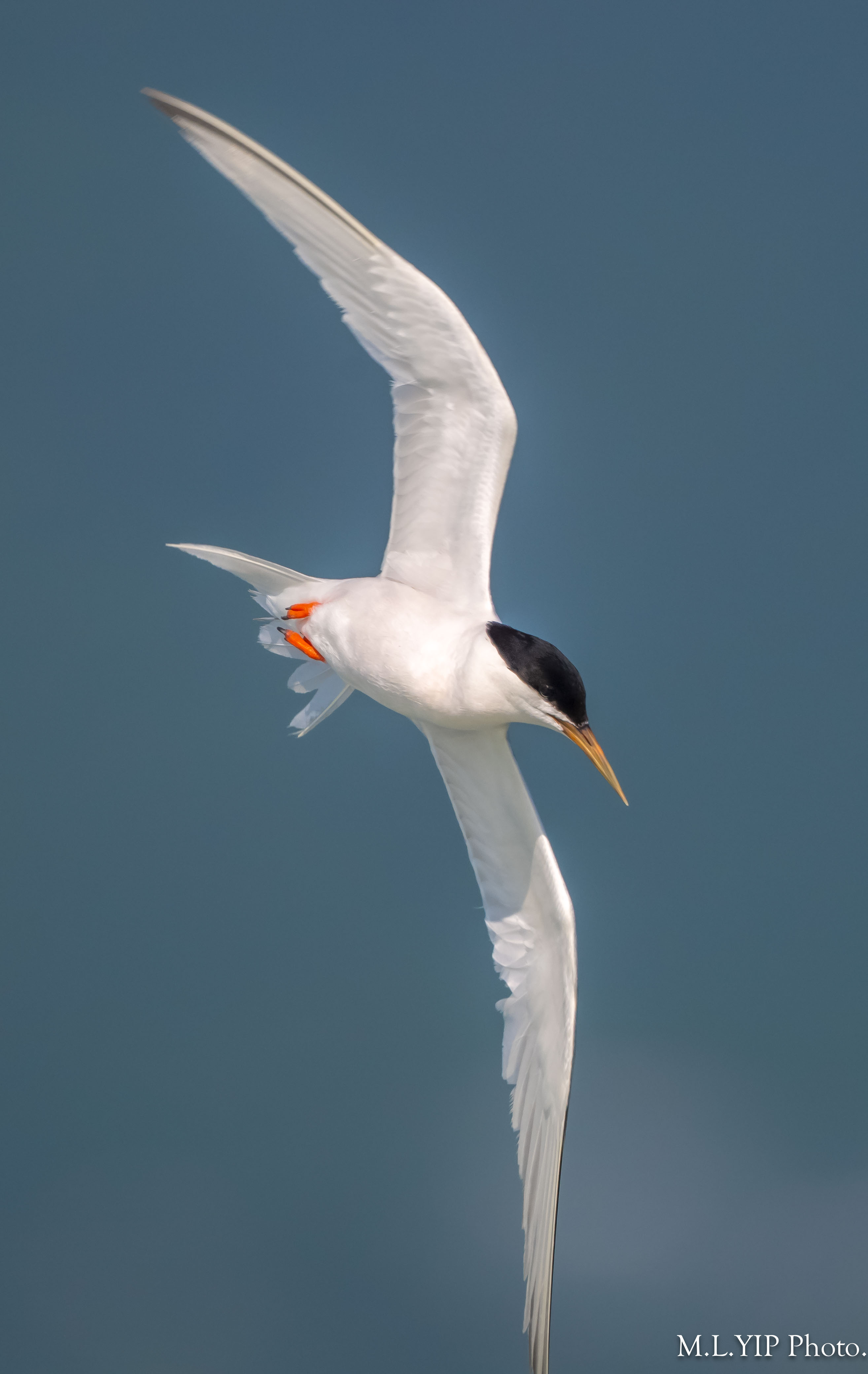 Z8Q_6696.jpg