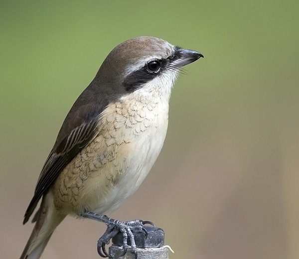 Brown shrike 4.jpg