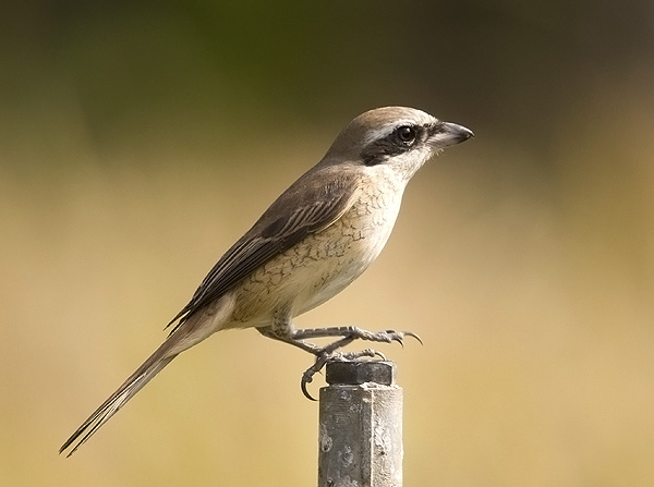 Brown shrike 1.jpg