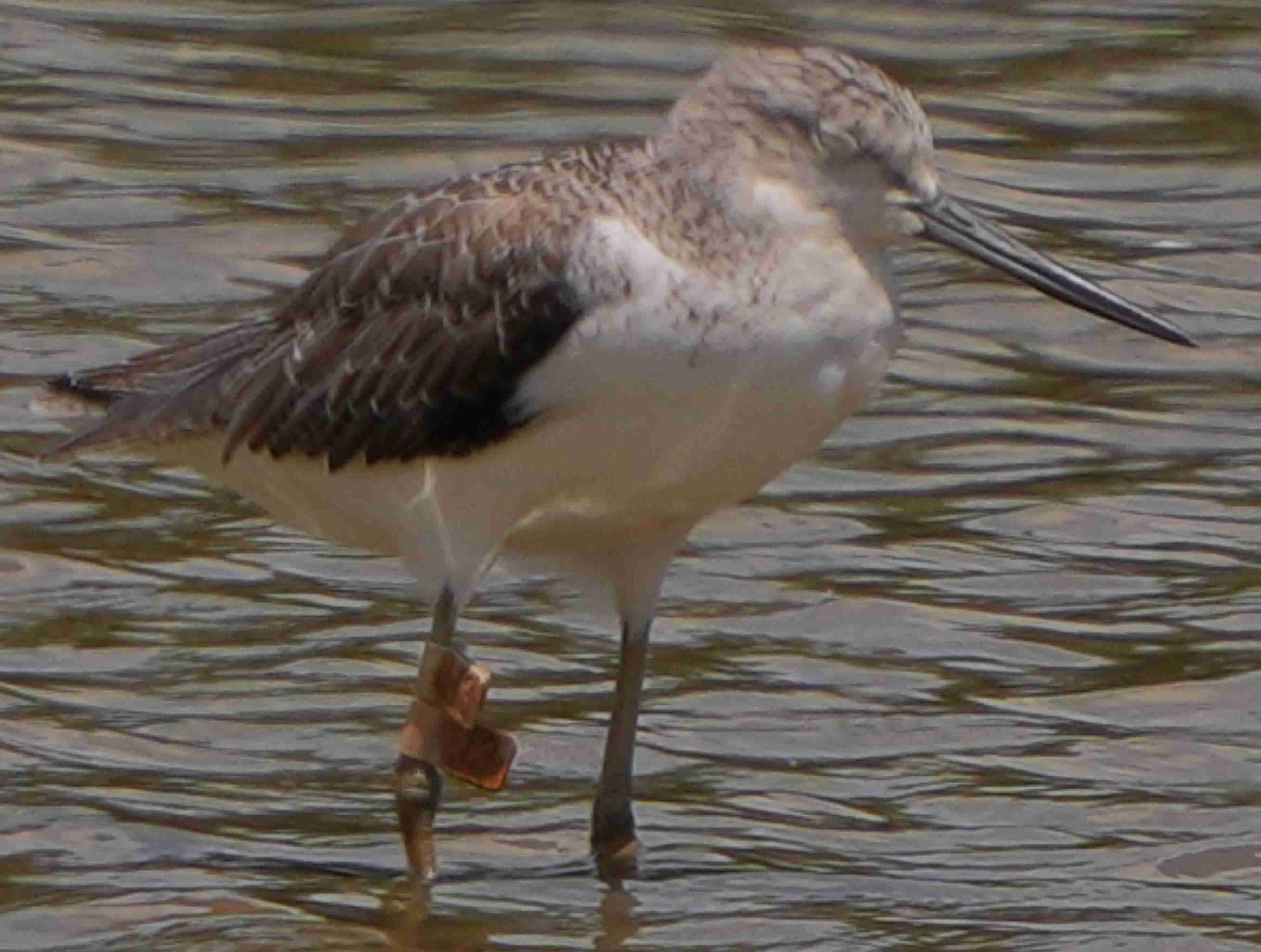 鷸  青腳鷸   Common Greenshank A7400283A (J3)1.JPG