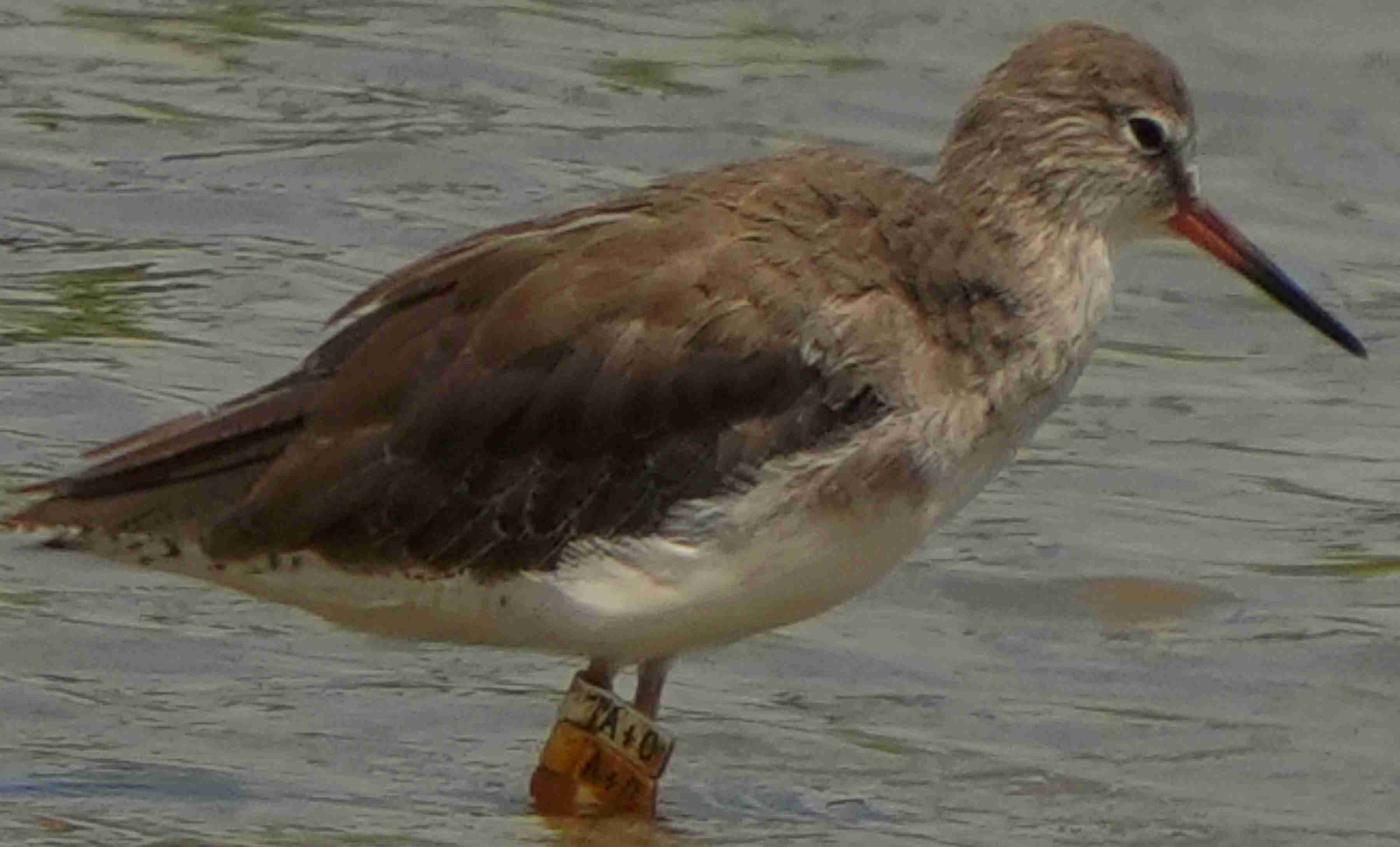 鷸  紅腳鷸  Common Redshank  A7400059A  (A+0)1.JPG