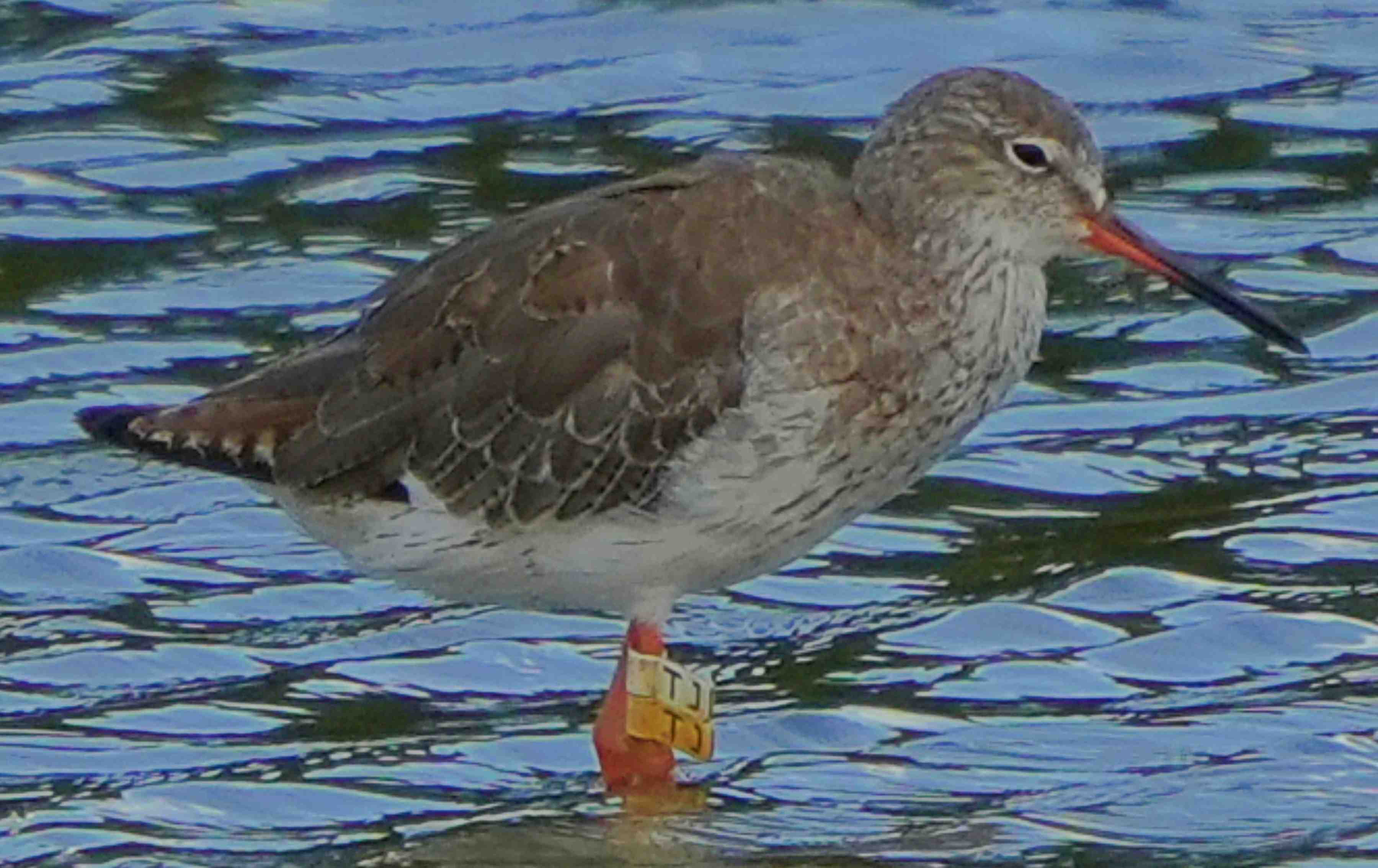 鷸  紅腳鷸  Common Redshank  A7400197A  (TJ)1.JPG