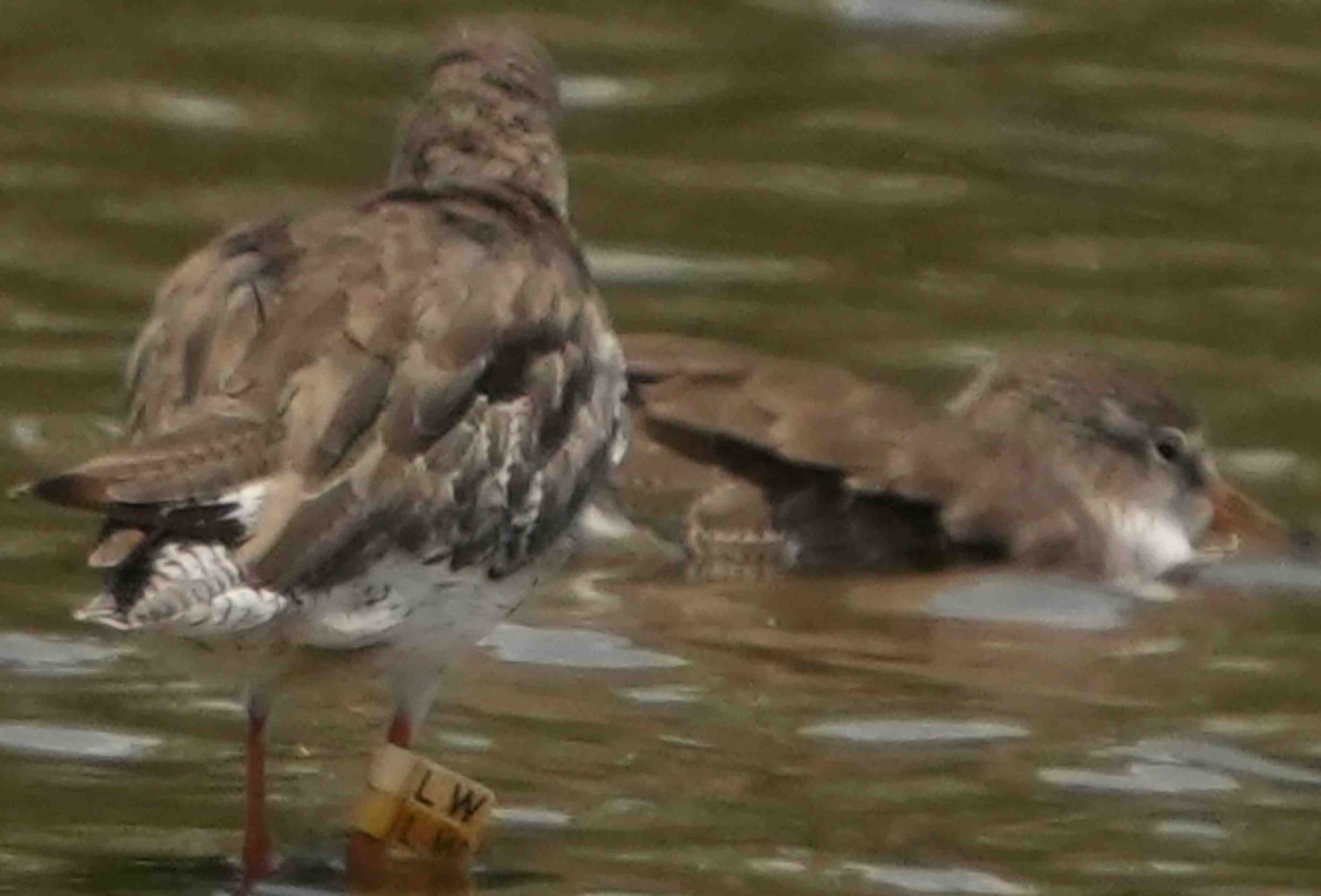 鷸  紅腳鷸  Common Redshank  A7400344A  (LW)1.JPG