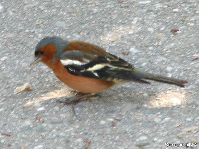 Chaffinch1.jpg