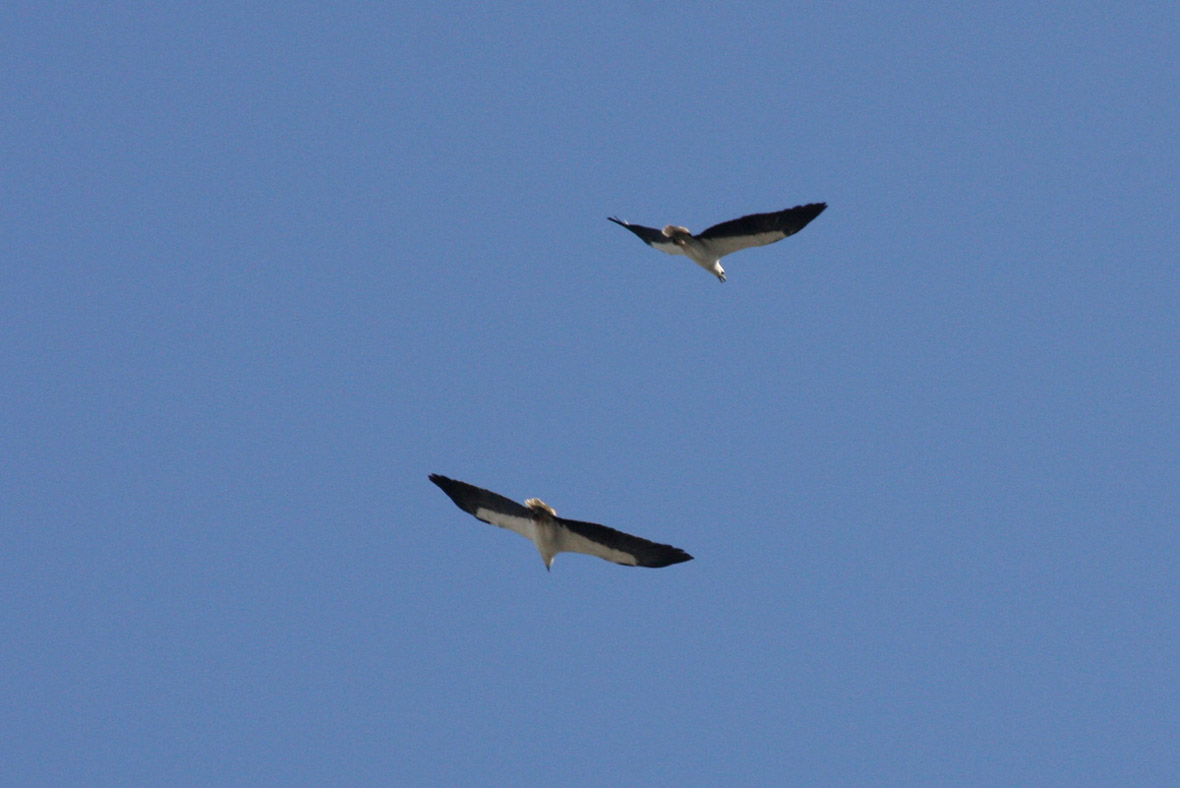 white bellied sea eagle2.jpg