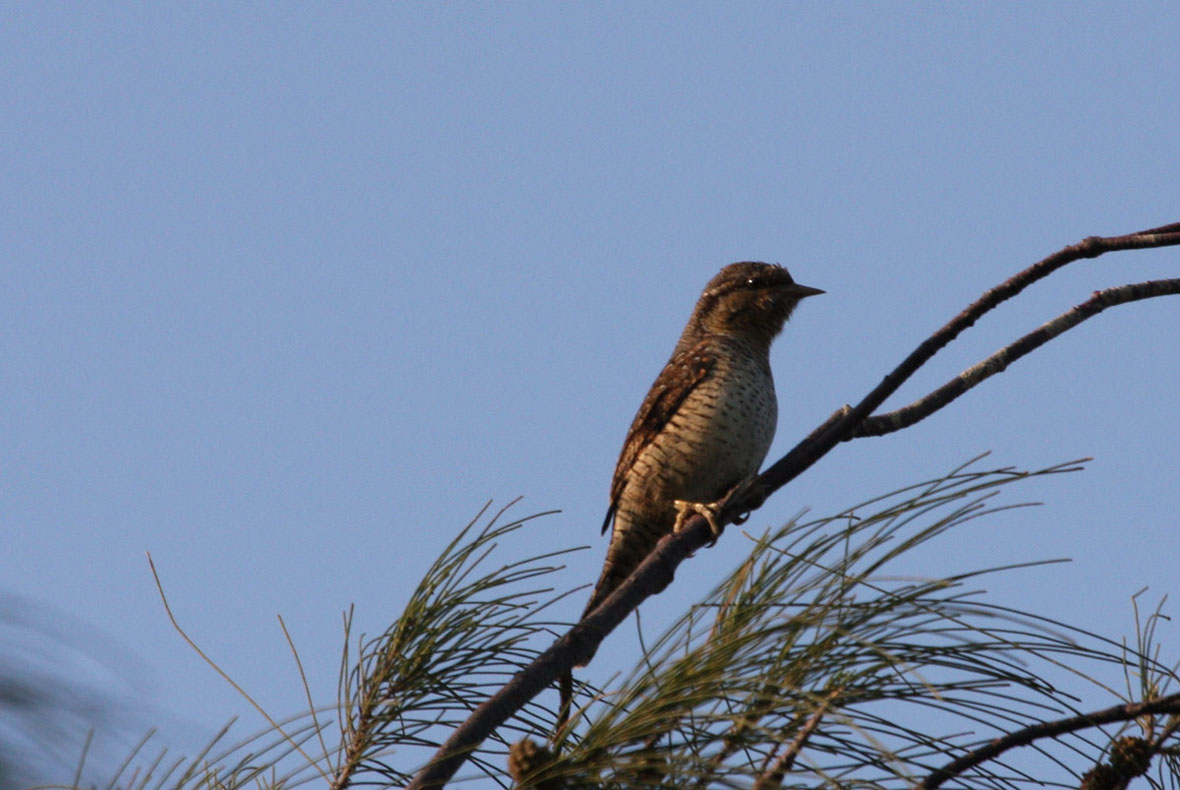 eurasian wryneck 4.jpg