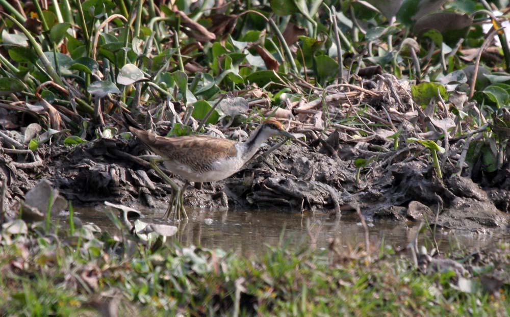 pheasant tailed jacana01.jpg