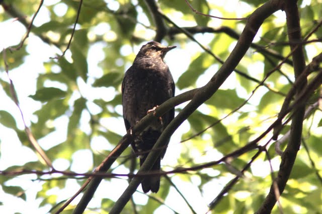 Siberian Thrush I.jpg