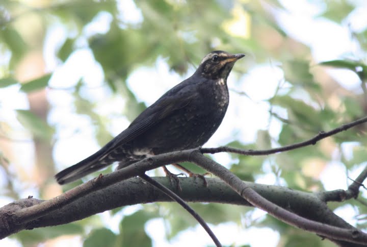 Siberian Thrush II.jpg