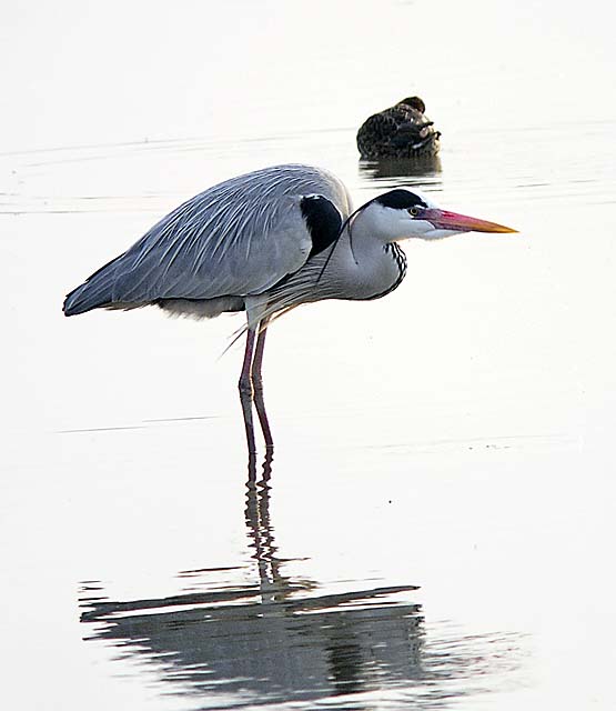 grey heron.breed DSCN0140.jpg