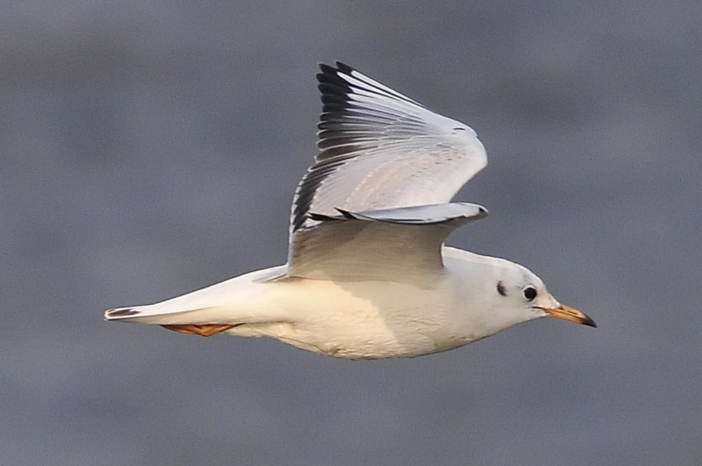 _DSC7644crop1_resize.jpg