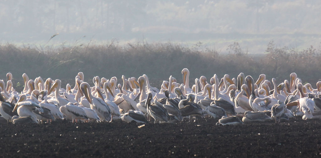 White Pelican.jpg