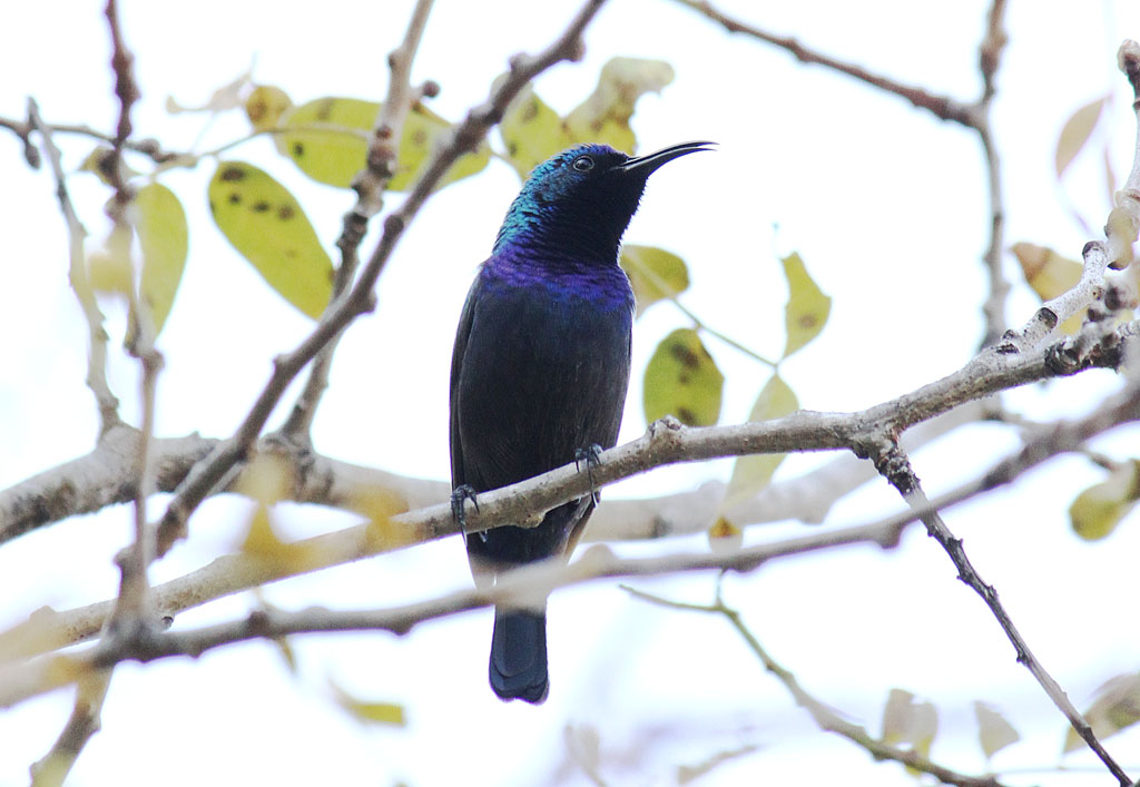 Palestine sunbird male.jpg