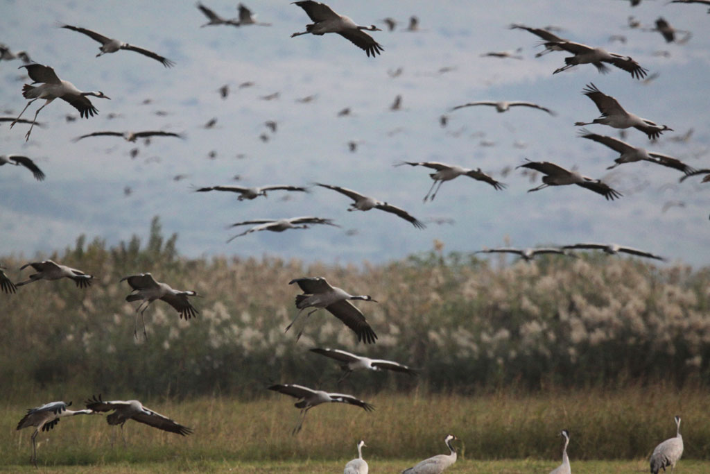 Common crane 1.jpg