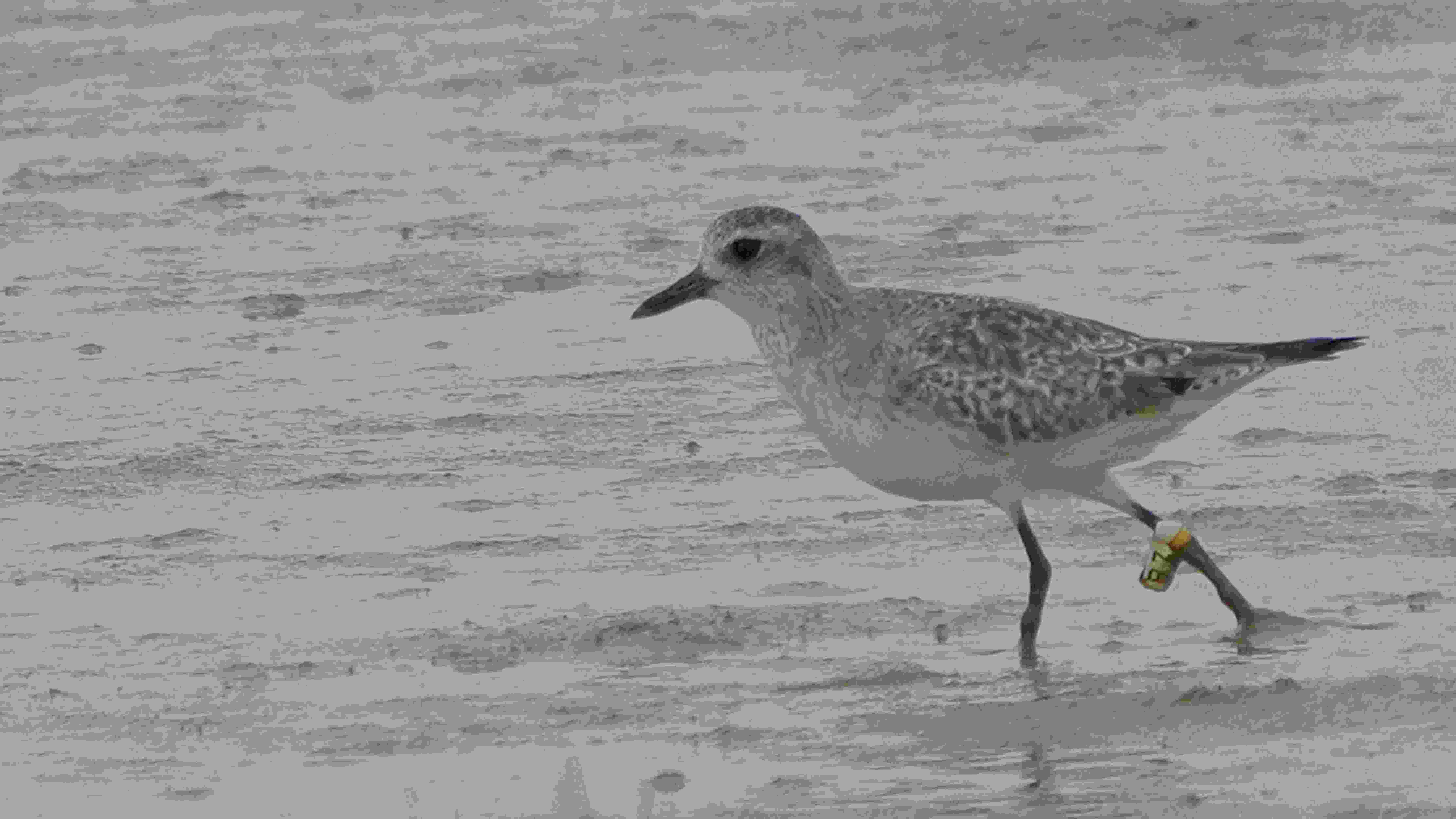 鴴  灰斑鴴  Grey Plover A1209684A (B7).JPG