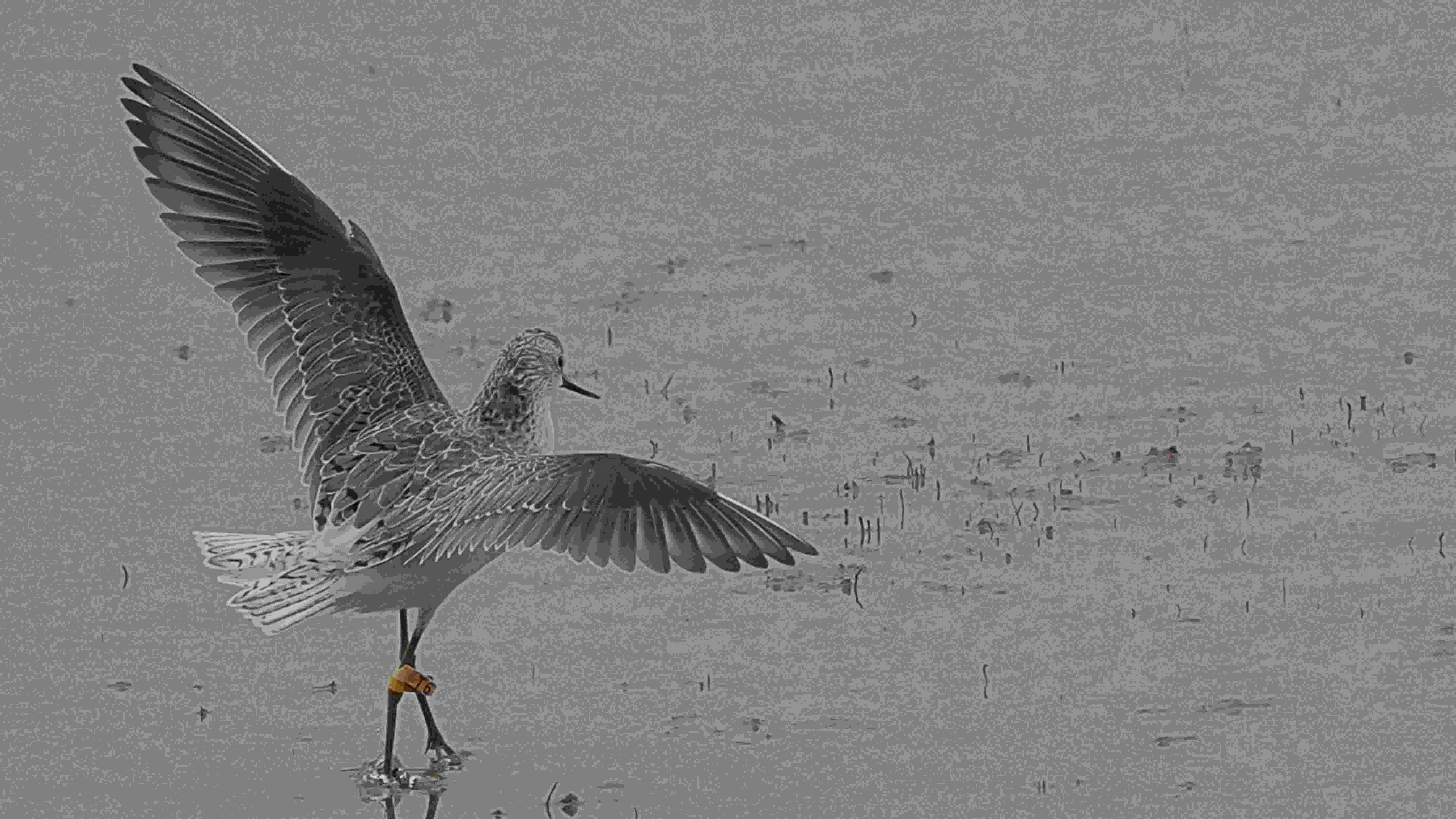 鷸  澤鷸(小青足鷸) Marsh Sandpiper A1200756A  (T0).JPG