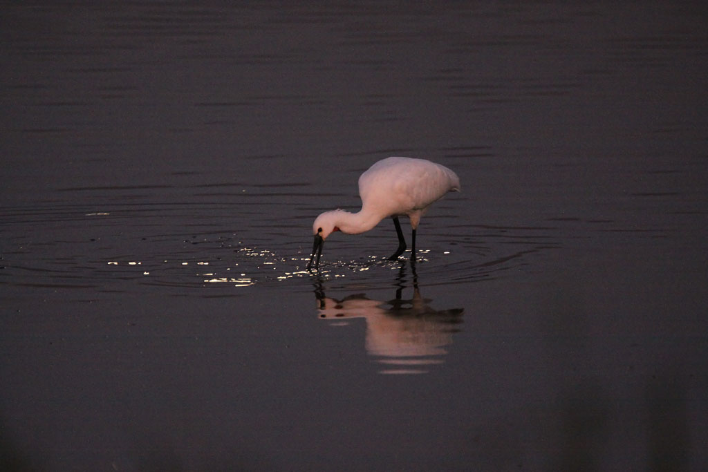 Eurasian spoonbill.jpg