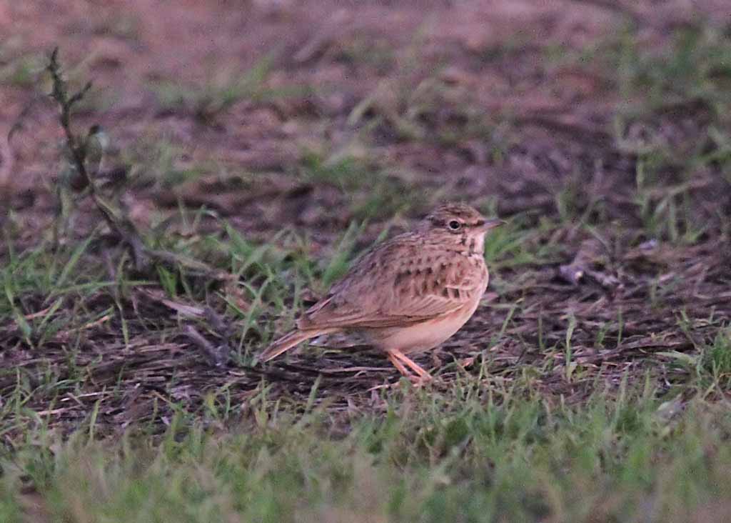 crested lark.jpg