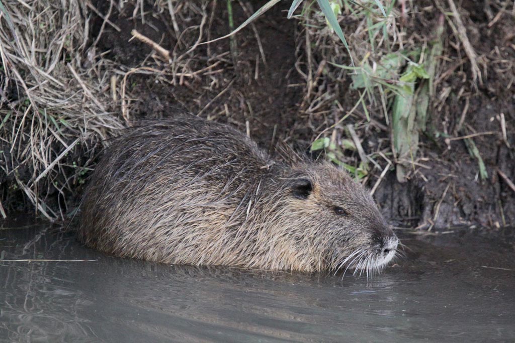 Coypu.jpg