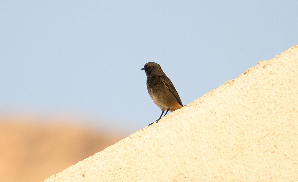 Black redstart.jpg