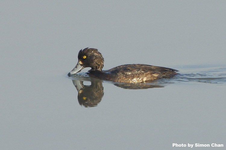 Tufted Duck_1.jpg