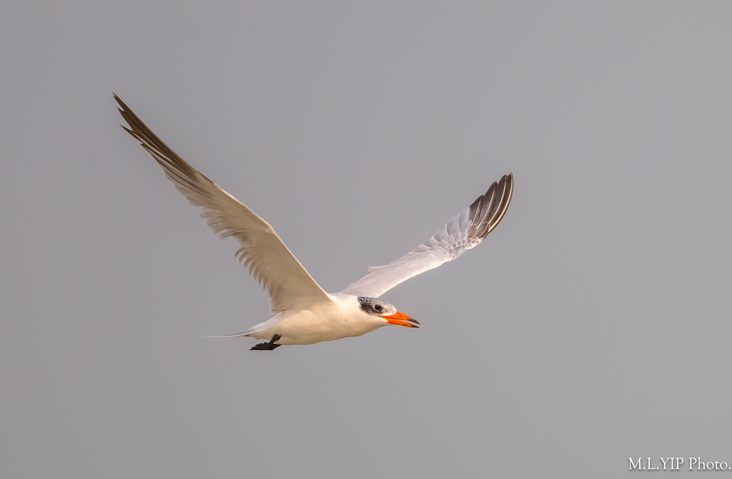 Z8X_5849.jpg
