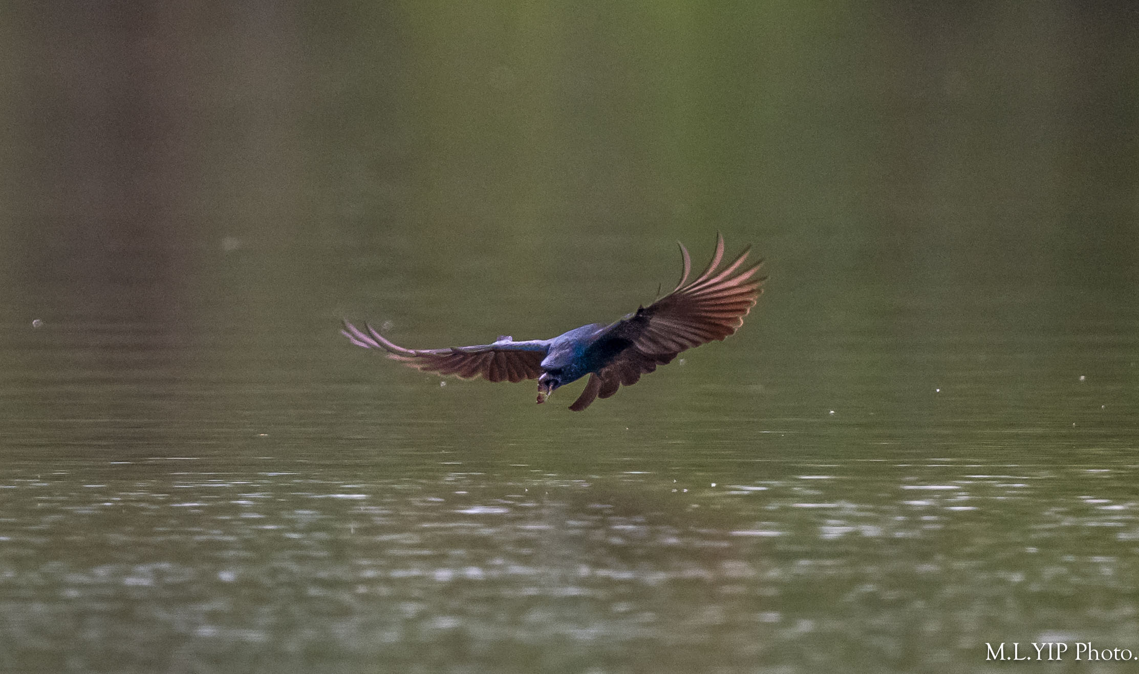 Z8Y_0417.jpg