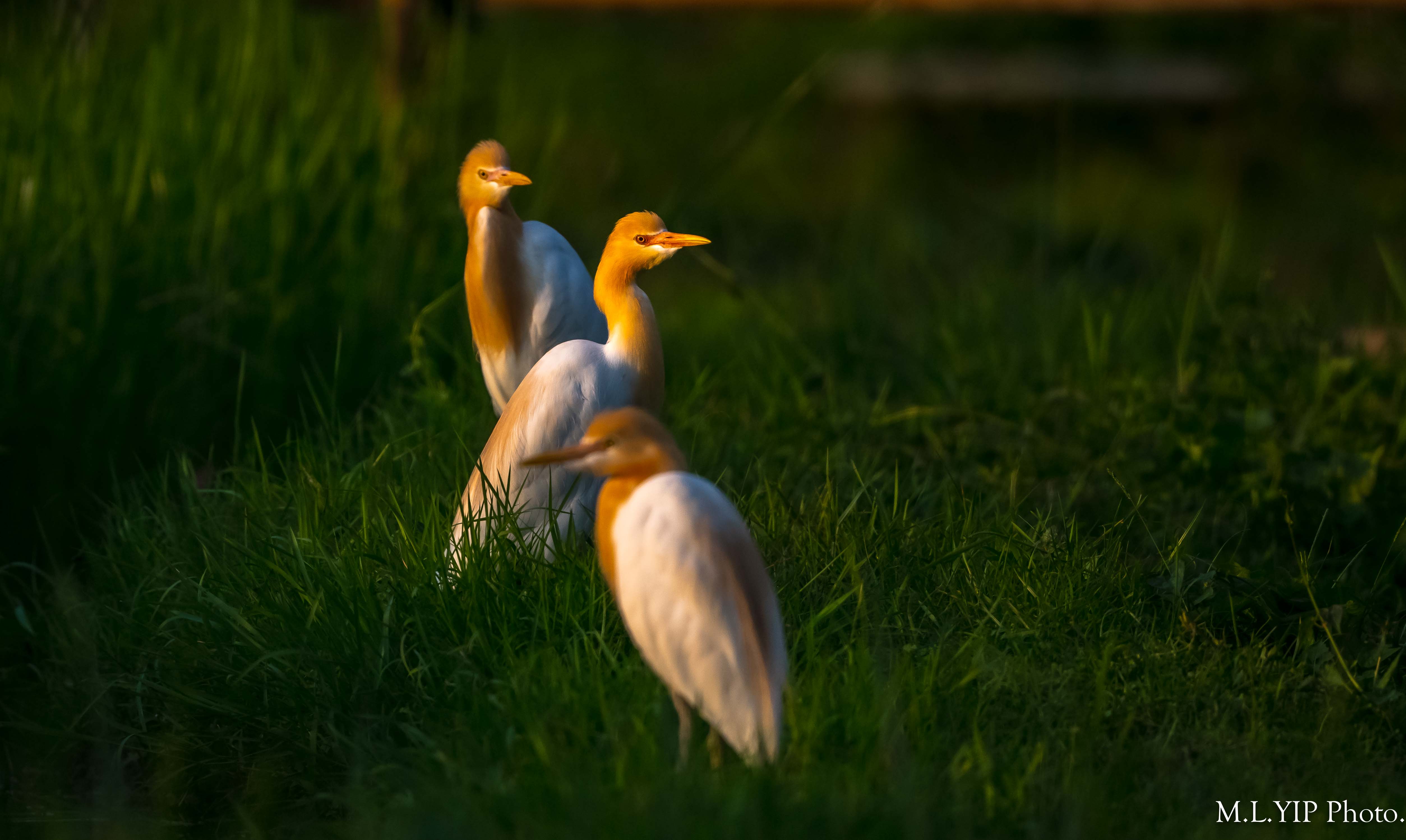 Z8Y_0844.jpg