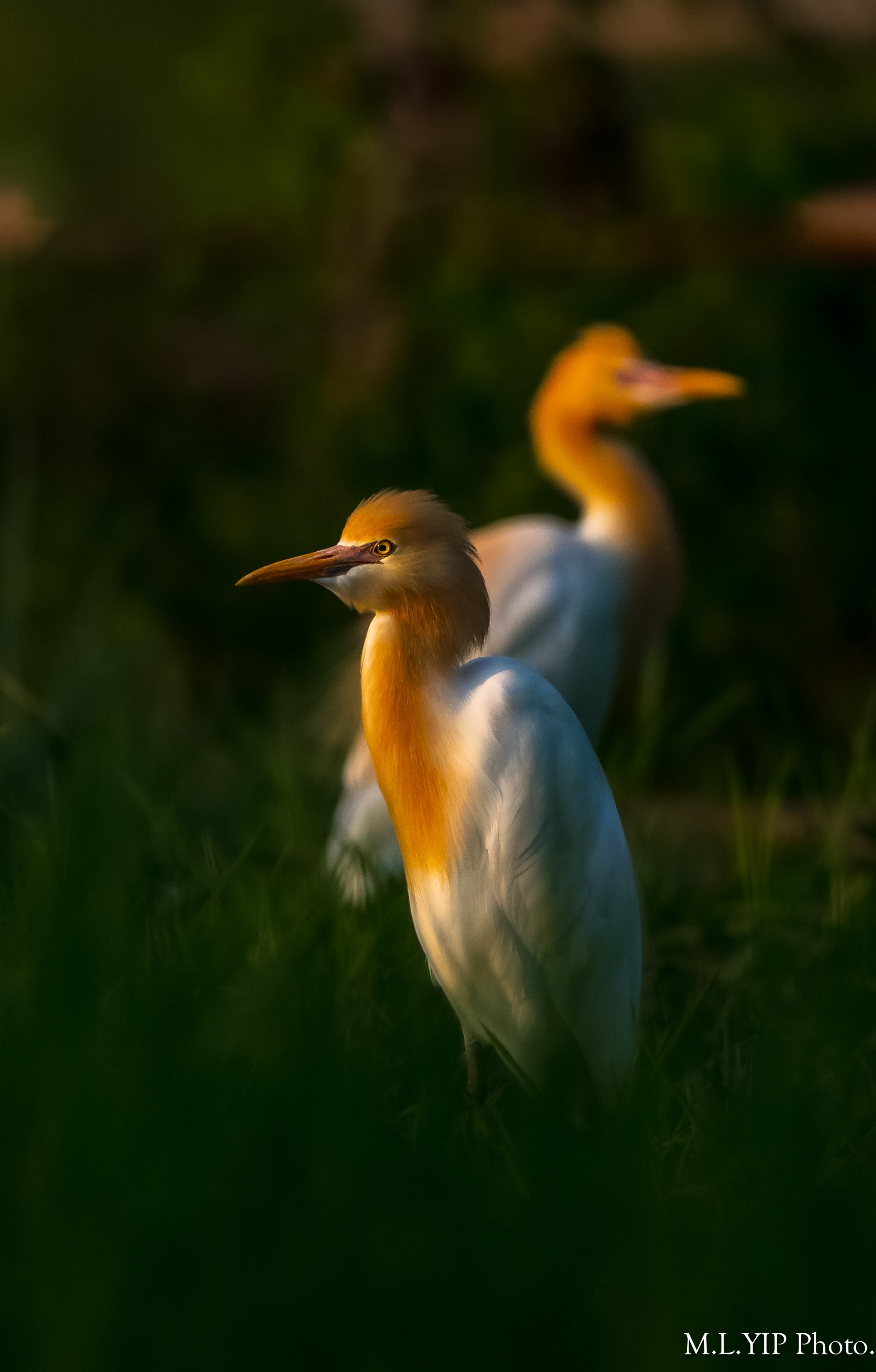 Z8Y_0855.jpg