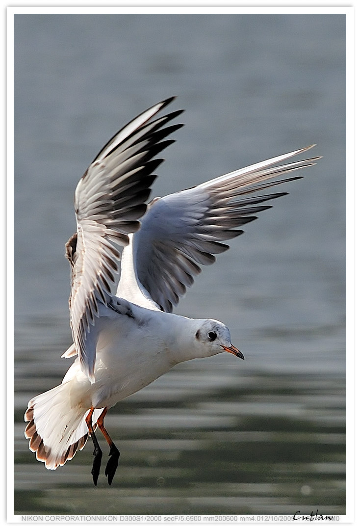 cntlaw-for-hkbws-Black-Headed Gull .jpg