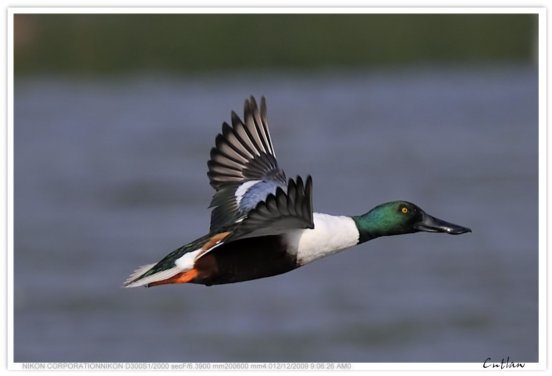 cntlaw-for-HKBWS-20091212-NorthernShoveler-NSW.jpg