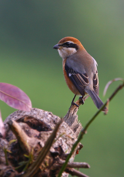 bull headed shrike-LV-091211-Tony-1.jpg