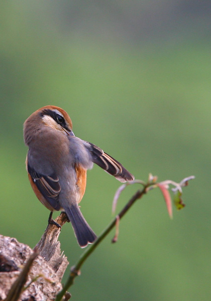 bull headed shrike-LV-091211-Tony-2.jpg