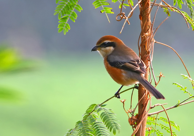 bull headed shrike-LV-091211-Tony-3.jpg